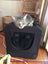 Brave Paws Cat Rescue - Cat - Timmy Carousel 7