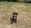 Koda (Ellie's Canine Rescue & Rehome) Carousel 4