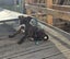 Koda (Ellie's Canine Rescue & Rehome) Carousel 5