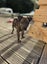 Hudson (Ellie's Canine Rescue & Rehome) Carousel 3