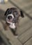 Eden (Ellie's Canine Rescue & Rehome) Carousel 5