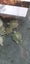 2025 hatchling red eared slider Carousel 4