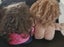 Cabbage Patch Dolls Carousel 7