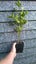 Griselinia Broadway Mint (10cm) Carousel 2