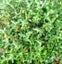 Corokia Yellow Wonder x 50 Carousel 1