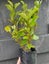 Griselinia Canterbury PB3 Carousel 1