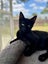 Rescue Kitten Drake Carousel 1
