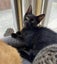 Rescue Kitten Drake Carousel 2