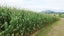 MAIZE SILAGE FOR SALE Carousel 1