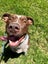 MAX, the lovable goofball (ARAN Rescue AUCKLAND) Carousel 2