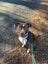 MAX, the lovable goofball (ARAN Rescue AUCKLAND) Carousel 3