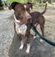 MAX, the lovable goofball (ARAN Rescue AUCKLAND) Carousel 4
