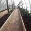 Tunnelhouse Greenhouse 10x3M Carousel 6