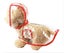 DOG Raincoat Transparent Waterproof Outdoor Dog Raincoat Pet raincoat range size Carousel 3