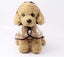 DOG Raincoat Transparent Waterproof Outdoor Dog Raincoat Pet raincoat range size Carousel 7