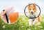 Elizabeth Pet Protection Cover Elizabeth Pet Protection Shield Size XXXL (# 0) Carousel 2