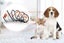 Elizabeth Pet Protection Cover Elizabeth Pet Protection Shield Size XXXL (# 0) Carousel 3