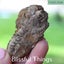 Trilobite (TMz37) Carousel 4