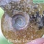 Polished Ammonite with Opal (TMz46) Carousel 3