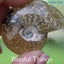 Polished Ammonite with Opal (TMz46) Carousel 4
