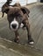 Eden (Ellie's Canine Rescue & Rehome) Carousel 4
