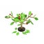 Wooden Tree Balancing Game Carousel 1