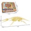 Dinosaur Fossil Dig Kit, Dino Excavation Kits for Kids, Educational Science Kits Carousel 6