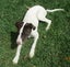 HUMANE SOCIETY RESCUE DOG - SHAMUS THE POINTER Carousel 2