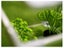Evergreen Mini Greenhouse 1.2m x 0.51m Carousel 5