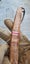 20cm 'Cigar' RARE VG10 Damascus Outdoor Survival Camping Knife Hunting COOL GIFT Carousel 3