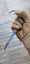 20cm 'Cigar' RARE VG10 Damascus Outdoor Survival Camping Knife Hunting COOL GIFT Carousel 16