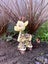 Articulated Giraffe Carousel 1