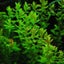 Rotala Macrandra Pink Carousel 1