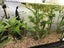 Beginner Plant Pack Carousel 3