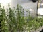 Beginner Plant Pack Carousel 4