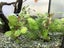 Beginner Plant Pack Carousel 5