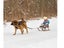 PTN New Adjustable Dog Harness Sale Sale Carousel 4