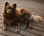 Tate Rescue Dog - CDRRNZ Carousel 2