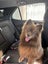 Tate Rescue Dog - CDRRNZ Carousel 3