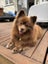 Tate Rescue Dog - CDRRNZ Carousel 4
