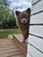 Tate Rescue Dog - CDRRNZ Carousel 5
