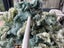 * LINCOLN Wool 100% Hand dyed SEA FOAM Locks 100 grams NEW Carousel 1