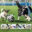 Dog Toy Balls for Hours of Durable Bouncy Fun Playful Lightweight Fetch Ball for Carousel 6