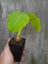 Colocasia Maui Gold Carousel 1