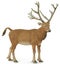 CollectA Pere Davids Deer Figurine Carousel 1