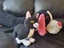 Soft toy dachshund sausage dog and cat bulk Carousel 3