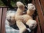 Russ - Teddy of Mine - 30 cm tall Carousel 3