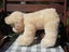 Russ - Teddy of Mine - 30 cm tall Carousel 4