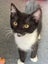 Rescue Kitten Missy Carousel 1