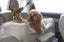 SNOOZER LOOKOUT BOOSTER DOG CAR SEAT LARGE up to 15.5kg Carousel 4